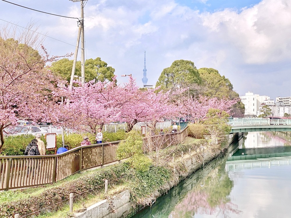 [遊記] 東京木場公園旁河津櫻 不用人擠人的賞櫻景點