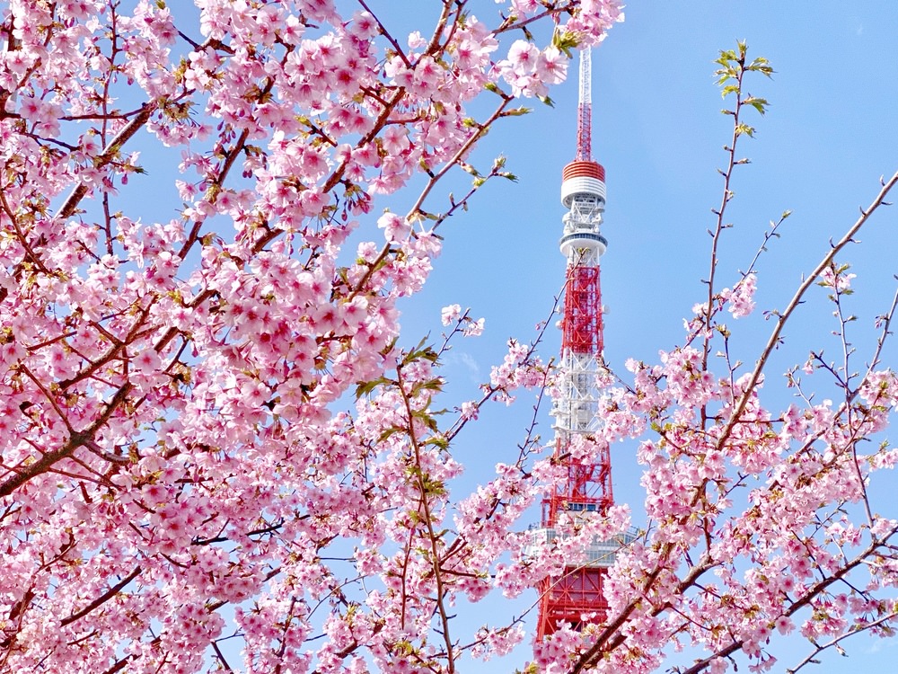 [遊記] 芝公園拍東京鐵塔+河津櫻 攝影地點分享