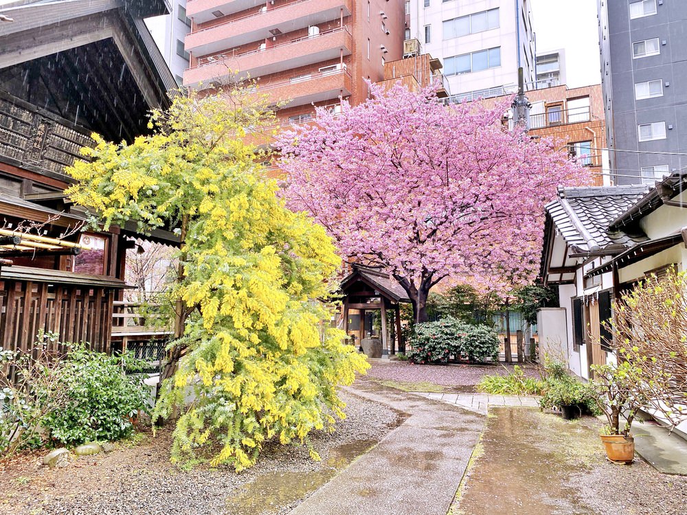 [遊記] 東京藏前神社 3月早開櫻花與金黃銀荊花 賞櫻秘境