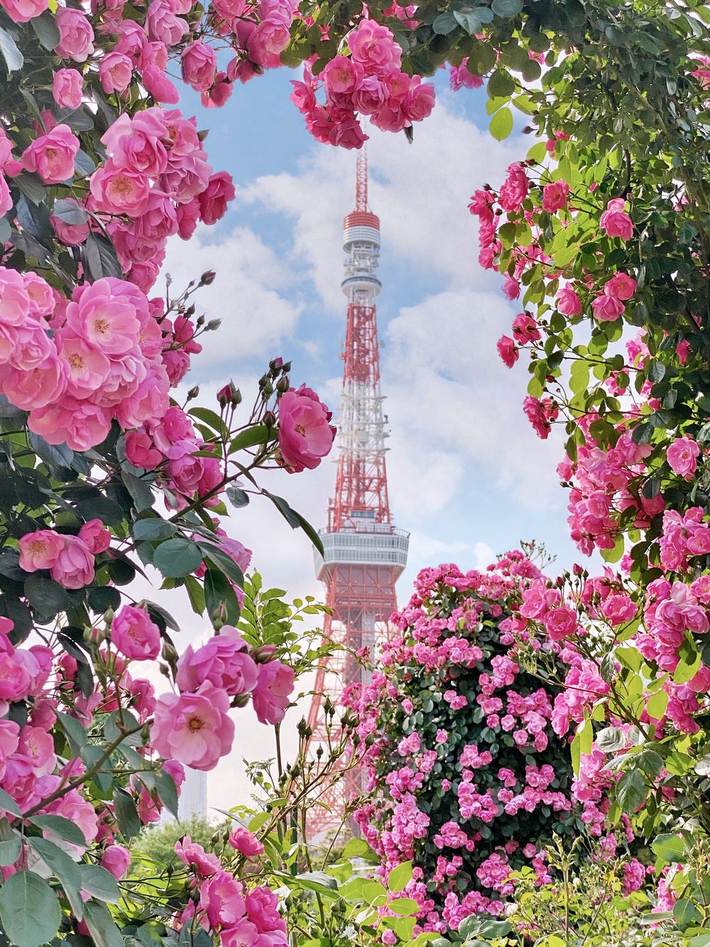 太美 玫瑰花框住東京鐵塔 芝公園的夢幻景緻 東京5 月賞花拍照景點 瓶顆旅居日本中