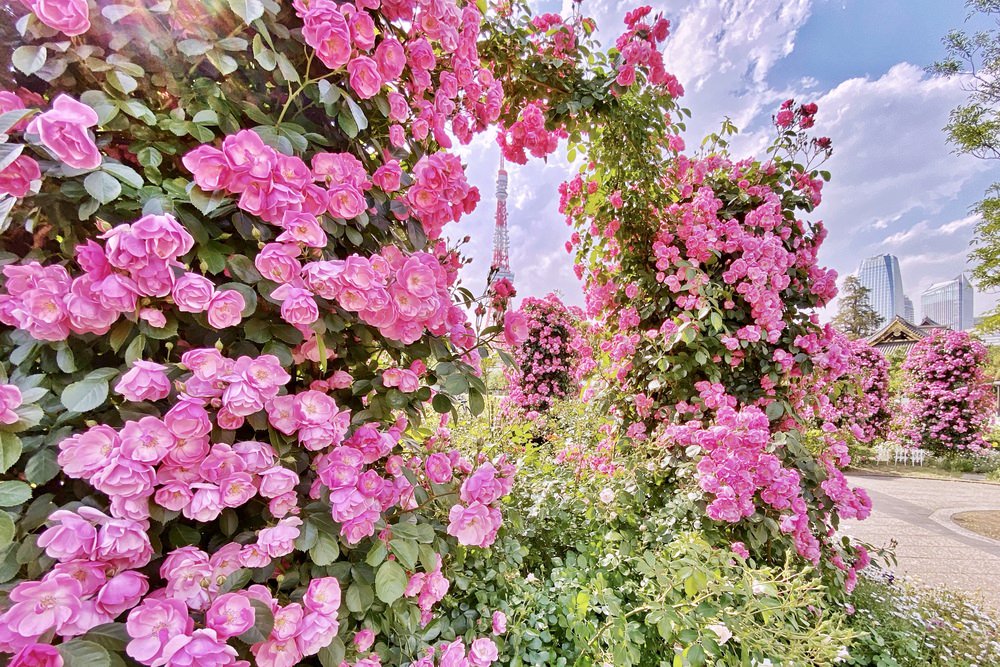 太美 玫瑰花框住東京鐵塔 芝公園的夢幻景緻 東京5 月賞花拍照景點 瓶顆旅居日本中