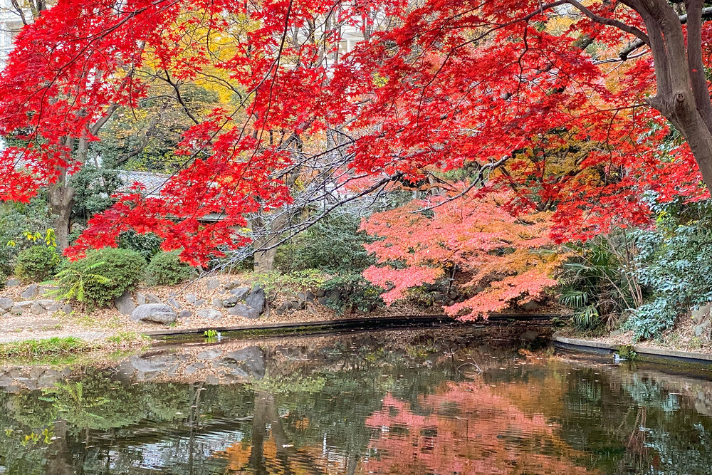 清水谷公園紅葉