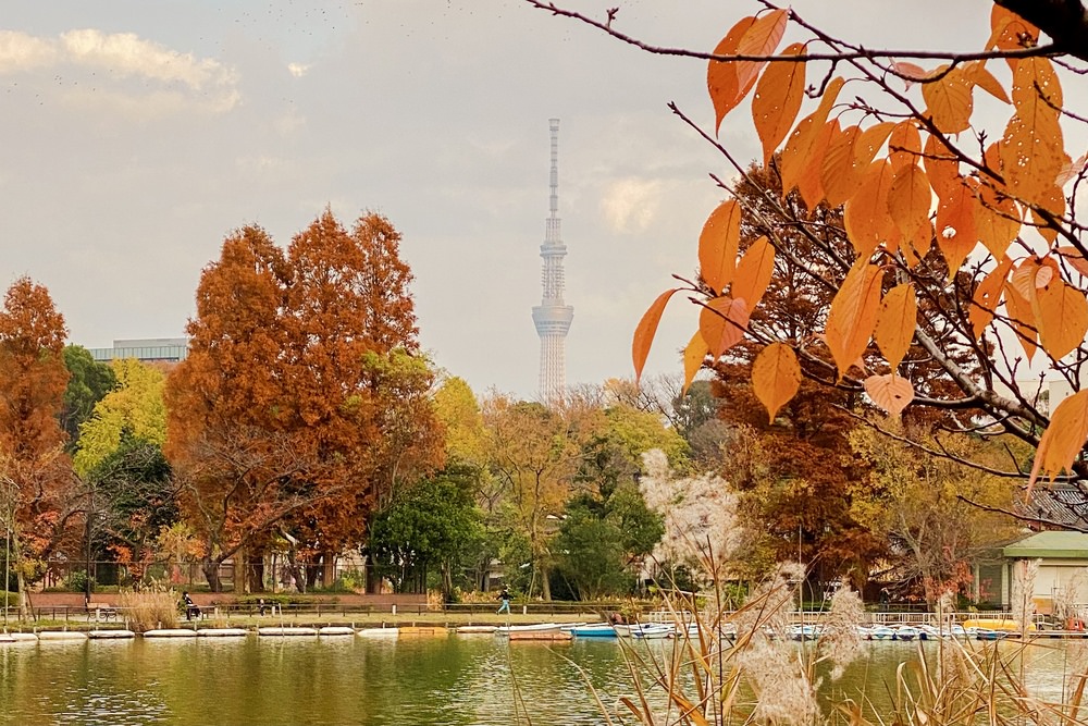 東京也能賞楓 東京紅葉景點9 選 人氣景點到小眾秘境都有 瓶顆旅居日本中