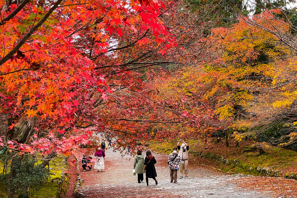 京都二尊院紅葉